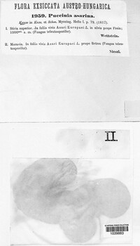 Puccinia asarina image